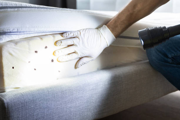 Best Affordable Pest Control Services  in Walford, IA